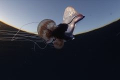 C007_C003_0616LU.0003606