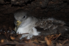 DSD1157Sturmvogel_klein